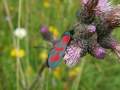 Zygaena_filipendulae_S_08.jpg
