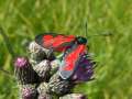 Zygaena_filipendulae_S_24.jpg