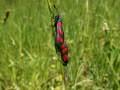 Zygaena_filipendulae_S_25.jpg
