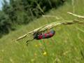 Zygaena_filipendulae_S_26.jpg