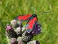Zygaena_filipendulae_S_27.jpg