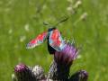 Zygaena_filipendulae_S_28.jpg