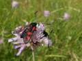 Zygaena_lonicerae_S_02.jpg