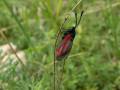 Zygaena_purpuralis_S_03.jpg