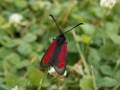 Zygaena_purpuralis_S_05.jpg