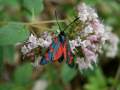 Zygaena_transalpina_S_03.jpg