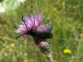 Zygaena_trifolii_S_02.jpg