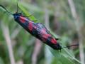 Zygaena_viciae_S_03.jpg Zygaena_viciae_S_03.jpg