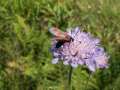 Zygaena_viciae_S_07.jpg Zygaena_viciae_S_07.jpg