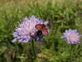 Zygaena_viciae_S_08.jpg Zygaena_viciae_S_08.jpg