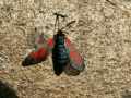 Zygaena_viciae_S_12.jpg Zygaena_viciae_S_12.jpg