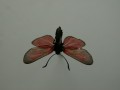 Zygaena_viciae_S_16.jpg Zygaena_viciae_S_16.jpg