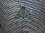 Acronicta_aceris_S_01.jpg