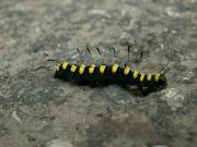 Acronicta_alni_R_01.jpg