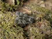 Acronicta_auricoma_S_03.jpg