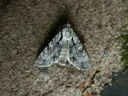 Acronicta_cuspis_S_01.jpg