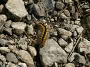 Acronicta_euphorbiae_R_01.jpg Acronicta_euphorbiae_R_01.jpg