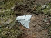 Acronicta_leporina_S_01.jpg Acronicta_leporina_S_01.jpg