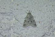 Acronicta_leporina_S_02.jpg Acronicta_leporina_S_02.jpg