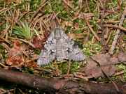 Acronicta_menyanthidis_S_01.jpg