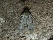 Acronicta_psi_S_02.jpg