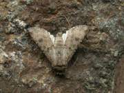 Agrotis_segetum_S_03.jpg