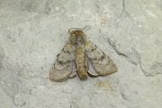 Agrotis_simplonia_S_01.jpg