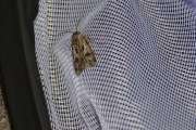 Agrotis_vestigialis_S_04.jpg