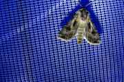 Agrotis_vestigialis_S_07.jpg