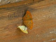 Argynnis_paphia_S_01.jpg