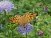 Argynnis_paphia_S_02.jpg