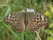 Argynnis_paphia_S_03.jpg