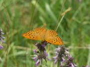 Argynnis_paphia_S_07.jpg