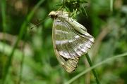 Argynnis_paphia_S_11.jpg
