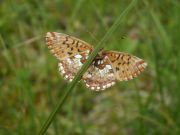 Boloria_aquilonaris_S_02.jpg