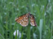 Boloria_eunomina_S_02.jpg