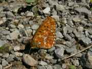 Boloria_euphrosyne_S_02.jpg