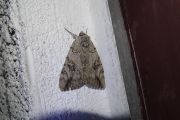 Catocala_electa_S_09.jpg