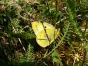 Colias_alfacariensis_S_01.jpg