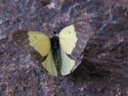 Colias_palaeno_S_02.jpg