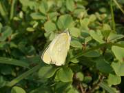 Colias_palaeno_S_03.jpg