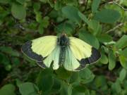 Colias_palaeno_S_05.jpg
