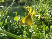 Colias_palaeno_S_06.jpg