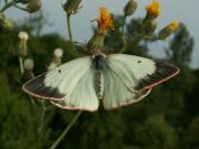 Colias_palaeno_S_07.jpg