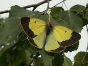 Colias_palaeno_S_08.jpg