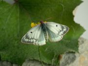 Colias_phicomone_S_01.jpg