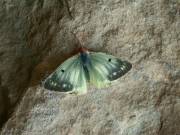 Colias_phicomone_S_02.jpg