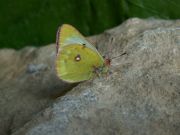 Colias_phicomone_S_03.jpg