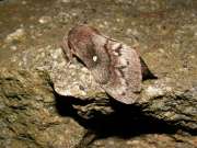 Dendrolimus_pini_S_03.jpg Dendrolimus_pini_S_03.jpg