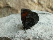 Erebia_pronoe_S_01.jpg